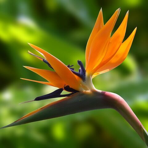 bird-of-paradise