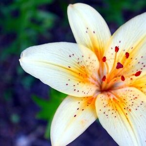 lily-flower