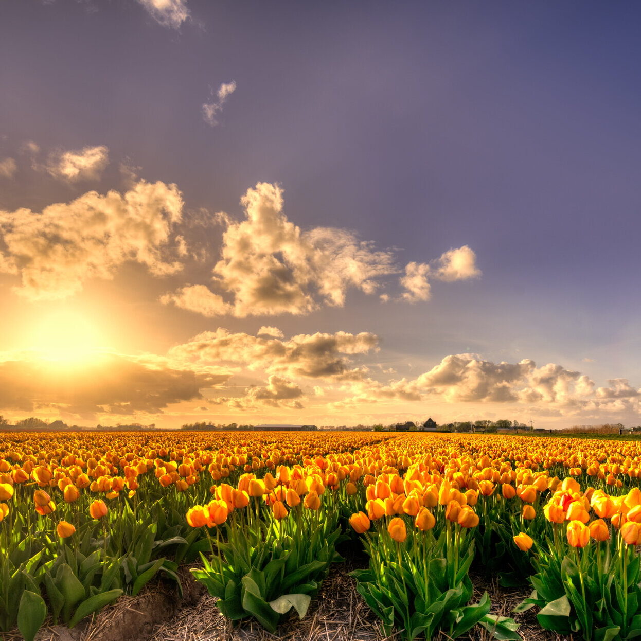 orange-flowers-field